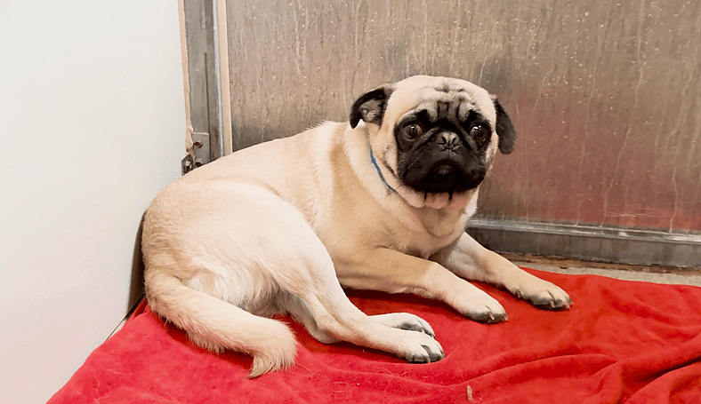 Sitting with dogs 83: Cupid